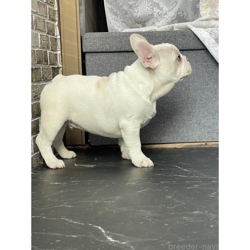 商談中の三重県のフレンチブルドッグ-417885の4枚目
