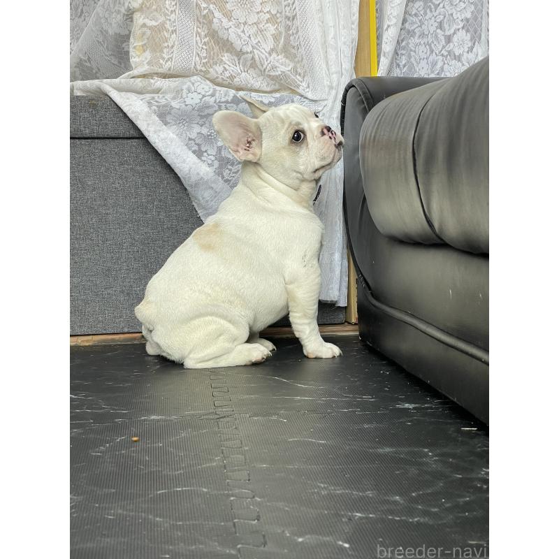 商談中の三重県のフレンチブルドッグ-417885の3枚目