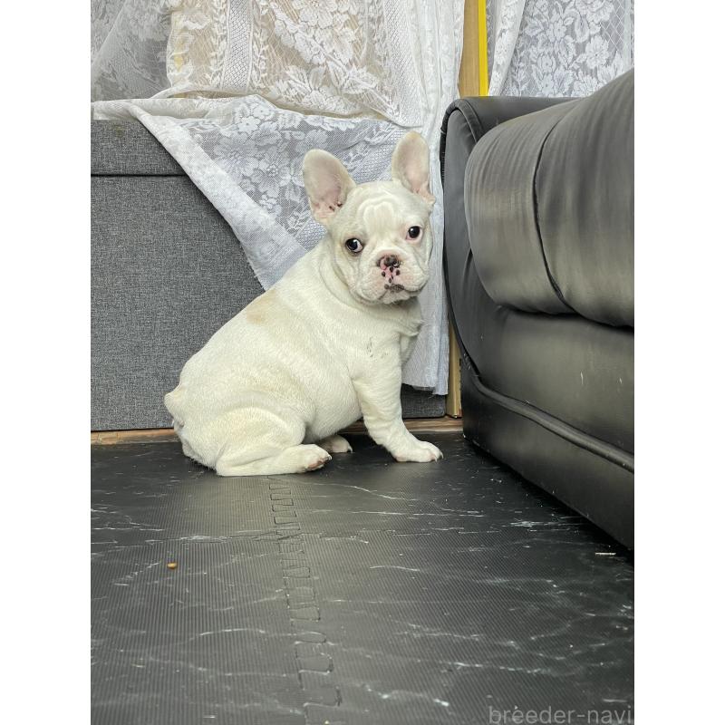 商談中の三重県のフレンチブルドッグ-417885の2枚目
