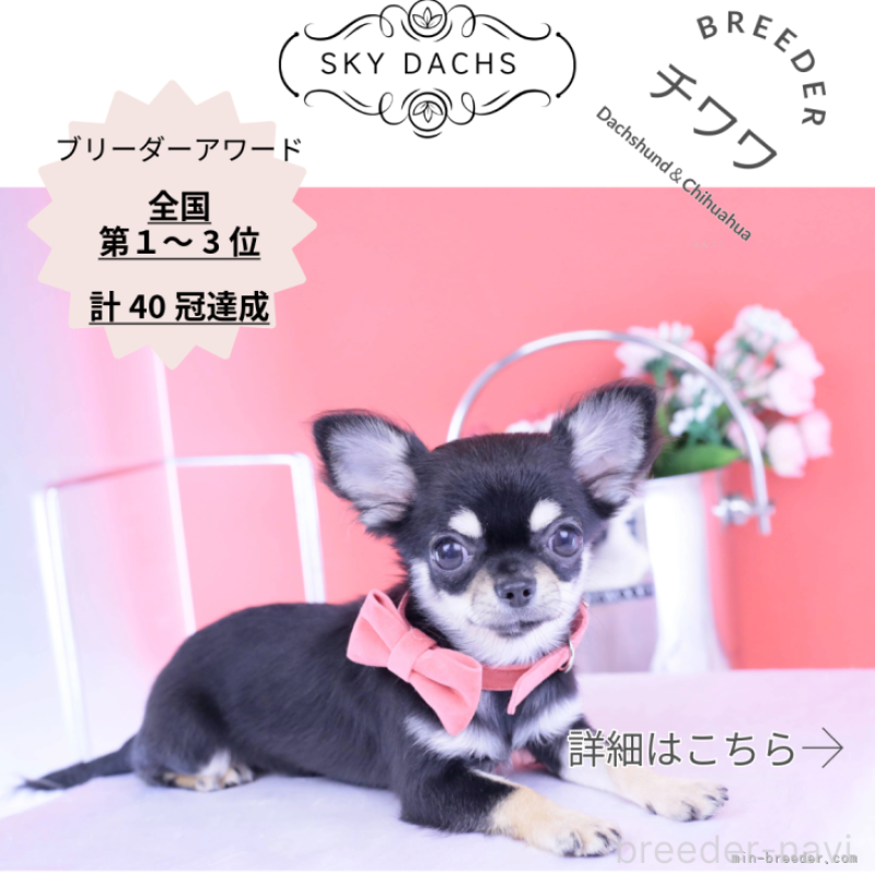 販売中の愛知県のチワワ(ロングコート)-406028