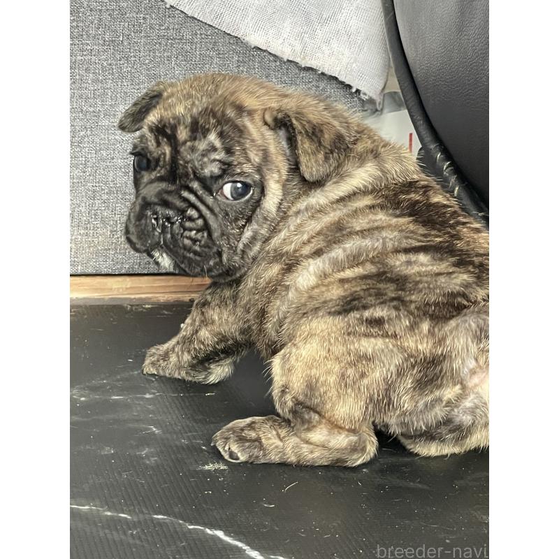 販売中の三重県のフレンチブルドッグ-432714の5枚目