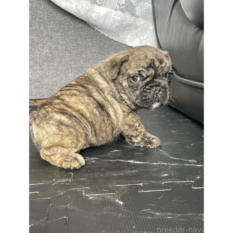 販売中の三重県のフレンチブルドッグ-432714の4枚目