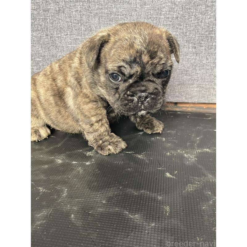 販売中の三重県のフレンチブルドッグ-432714の3枚目