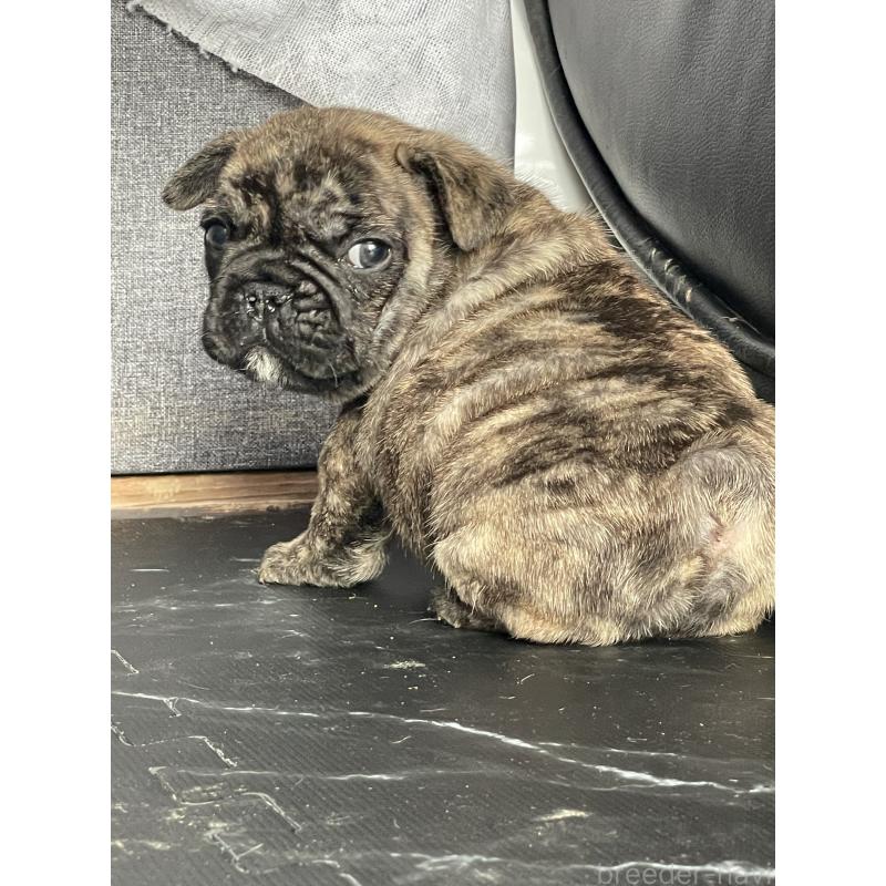 販売中の三重県のフレンチブルドッグ-432714の2枚目