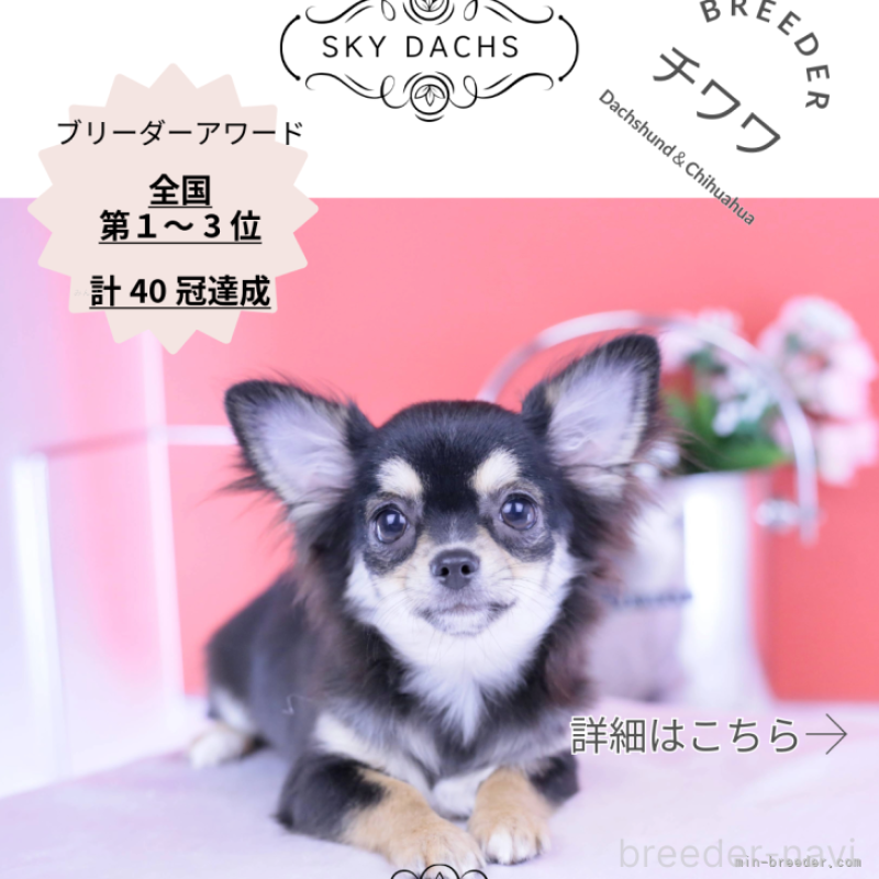 販売中の愛知県のチワワ(ロングコート)-406023