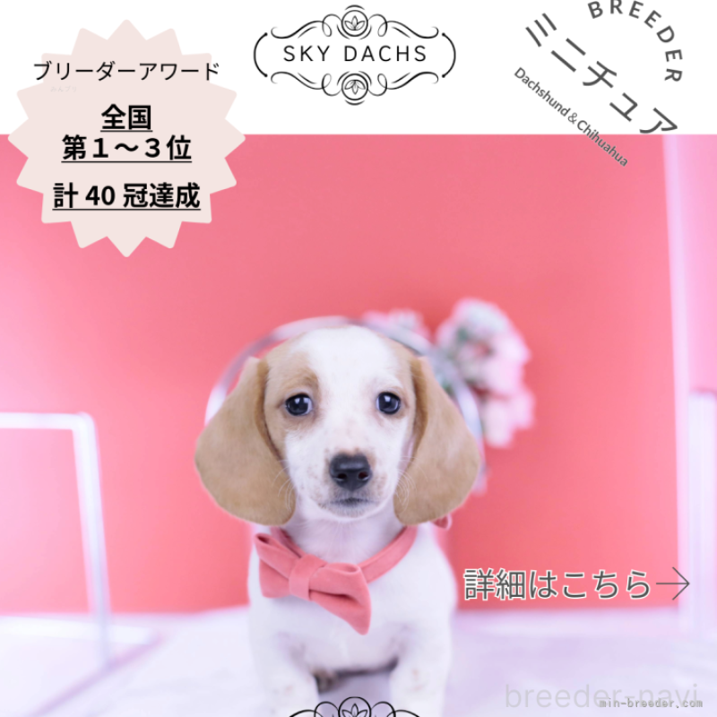 販売中の愛知県のミニチュアダックスフンド(スムースヘアード)-423236の1枚目