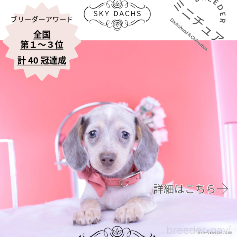 販売中の愛知県のミニチュアダックスフンド(スムースヘアード)-423233の1枚目