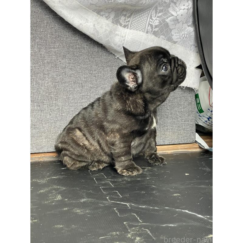 販売中の三重県のフレンチブルドッグ-432715の7枚目