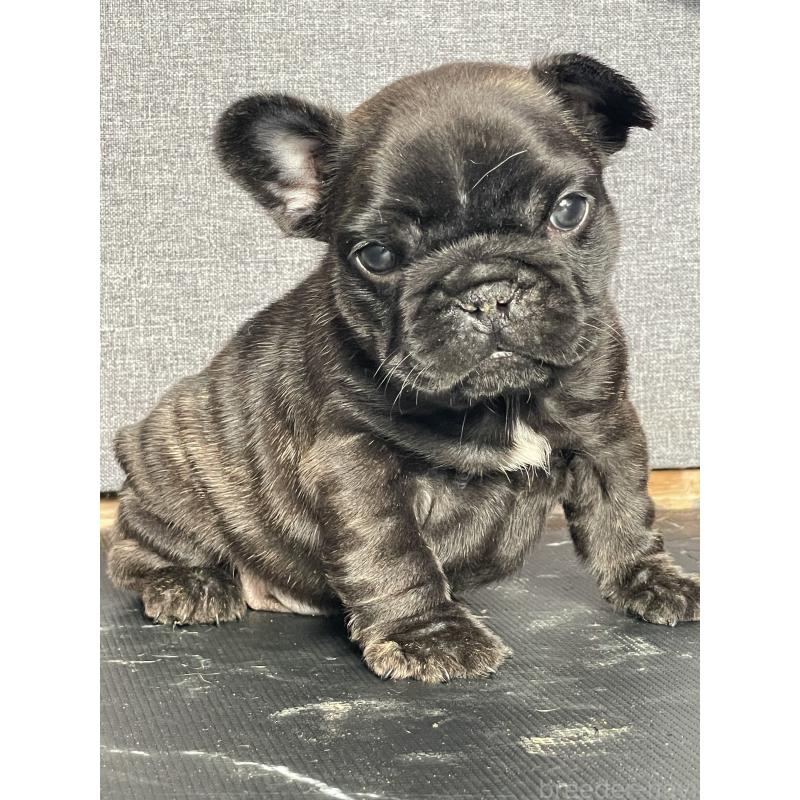 販売中の三重県のフレンチブルドッグ-432715の6枚目