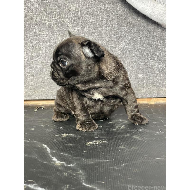 販売中の三重県のフレンチブルドッグ-432715の5枚目