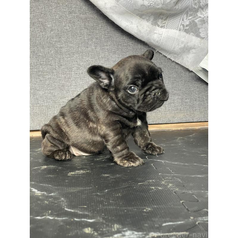 販売中の三重県のフレンチブルドッグ-432715の4枚目