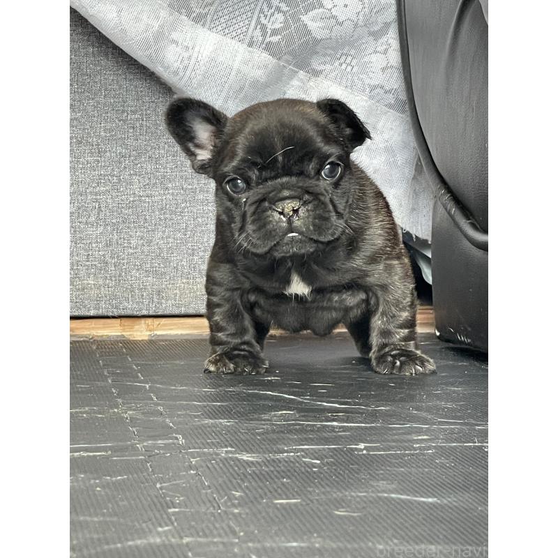 販売中の三重県のフレンチブルドッグ-432715の3枚目