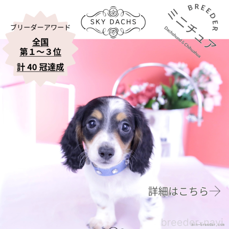 販売中の愛知県のミニチュアダックスフンド(ロングヘアード)-422670