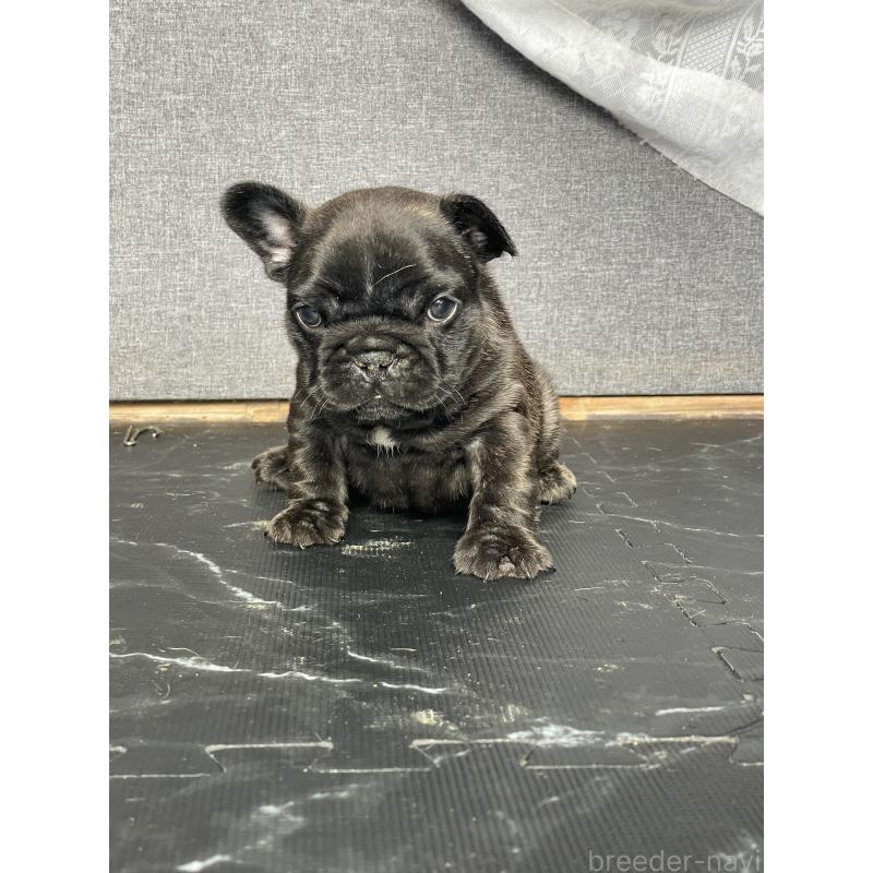 販売中の三重県のフレンチブルドッグ-432715の2枚目