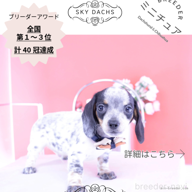 販売中の愛知県のミニチュアダックスフンド(スムースヘアード)-422681