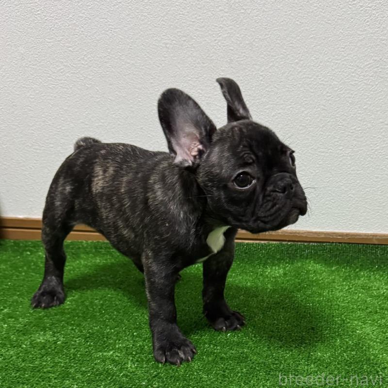 販売中の兵庫県のフレンチブルドッグ-426938の2枚目