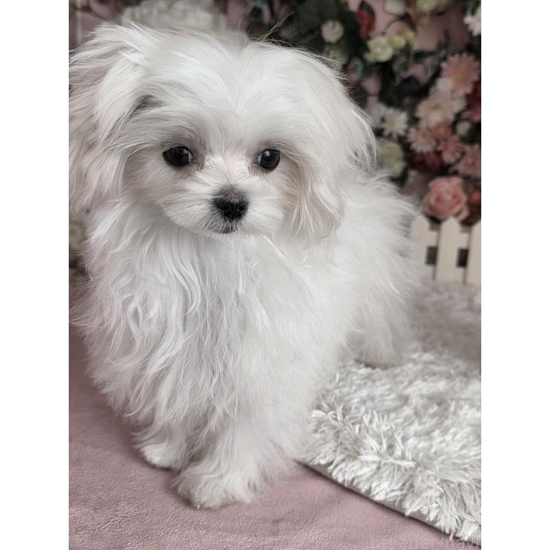 販売中の大阪府のマルチーズ-416198の4枚目