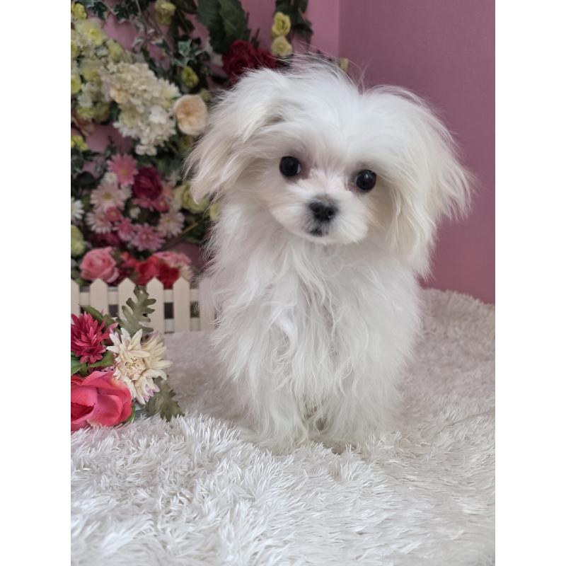 販売中の大阪府のマルチーズ-416198の3枚目