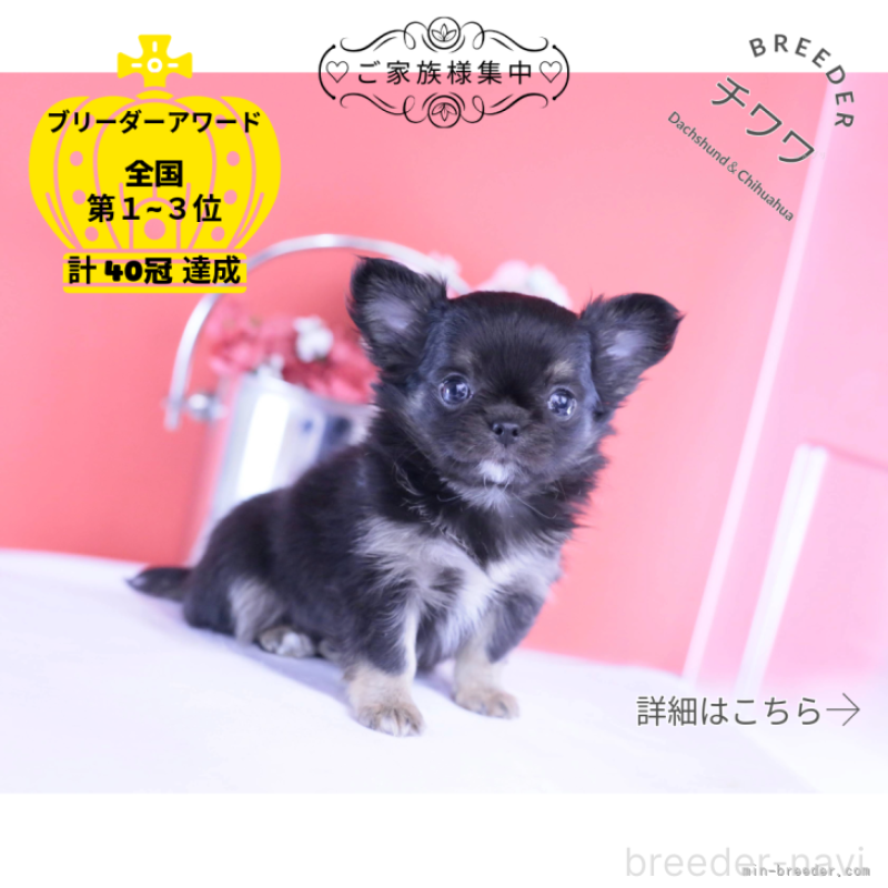 販売中の愛知県のチワワ(ロングコート)-426221