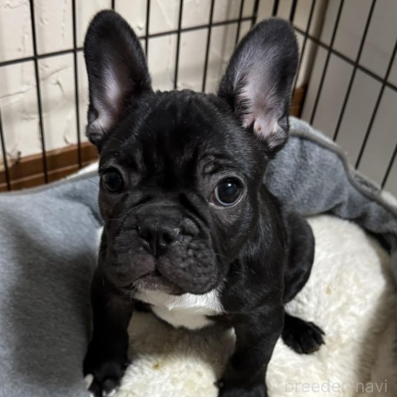 販売中の兵庫県のフレンチブルドッグ-426933の3枚目