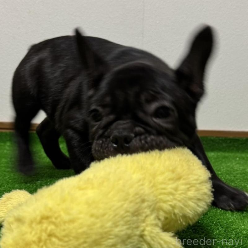 販売中の兵庫県のフレンチブルドッグ-426933の2枚目