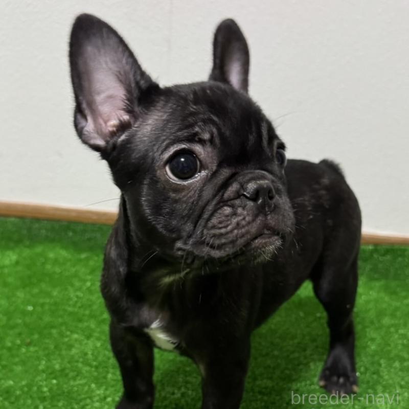 販売中の兵庫県のフレンチブルドッグ-426941