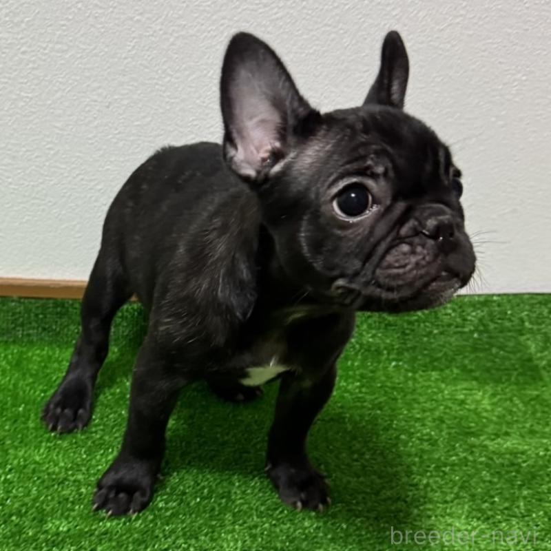販売中の兵庫県のフレンチブルドッグ-426941の3枚目