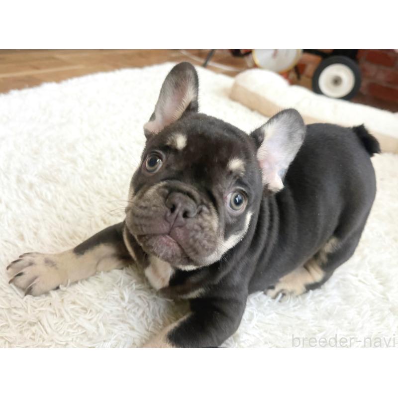 販売中の神奈川県のフレンチブルドッグ-432728の6枚目