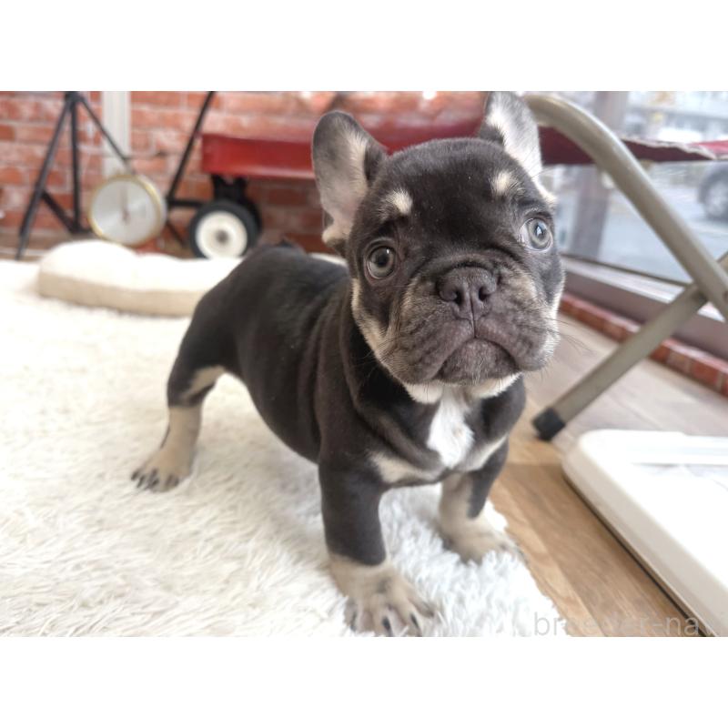 販売中の神奈川県のフレンチブルドッグ-432728の5枚目