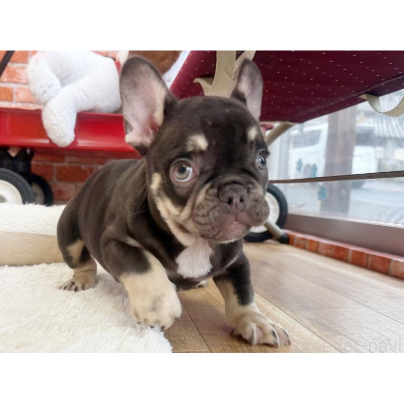 販売中の神奈川県のフレンチブルドッグ-432728の4枚目
