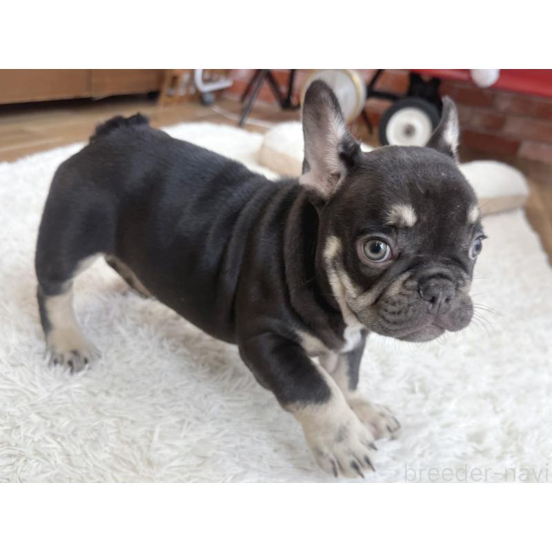 販売中の神奈川県のフレンチブルドッグ-432728の3枚目