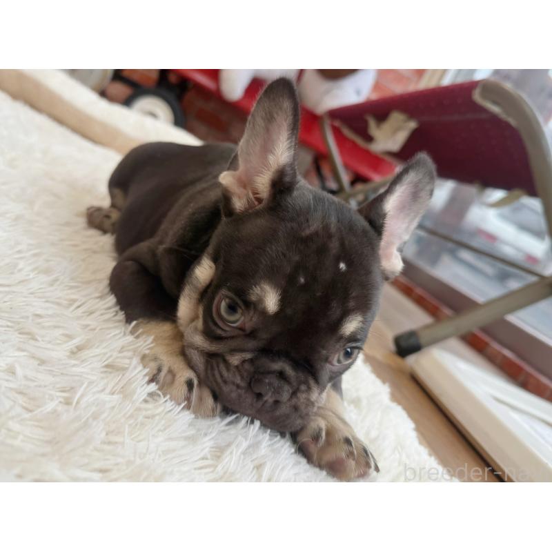 販売中の神奈川県のフレンチブルドッグ-432728の2枚目