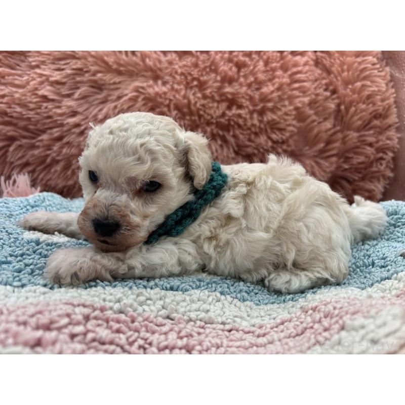 販売中の東京都のタイニープードル-432729の4枚目