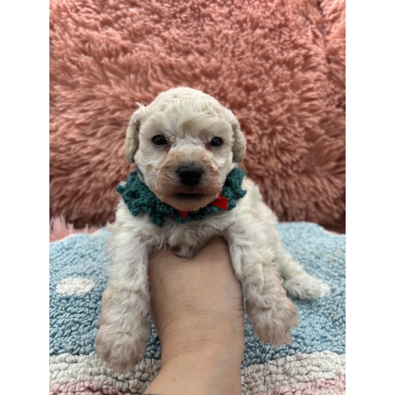 販売中の東京都のタイニープードル-432729の2枚目