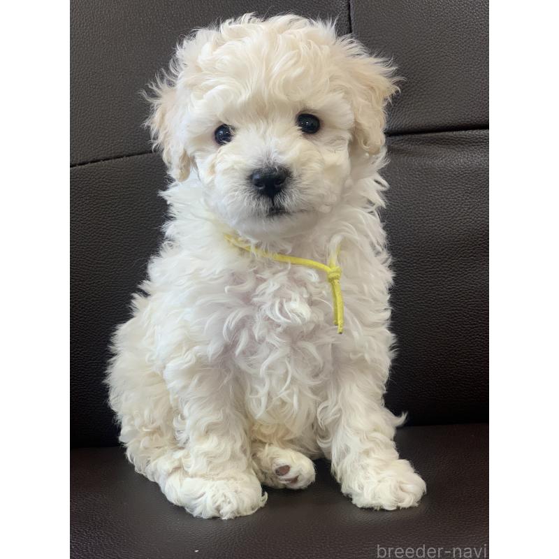 販売中の滋賀県のビションプー:ビションフリーゼ×トイプードル-432731の5枚目