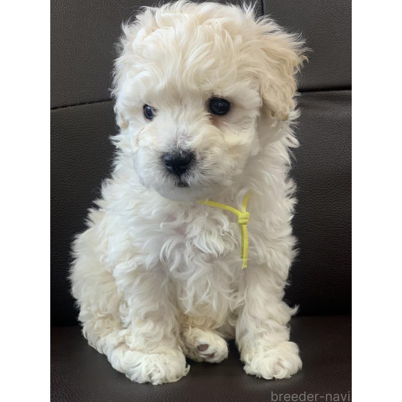 販売中の滋賀県のビションプー:ビションフリーゼ×トイプードル-432731の4枚目