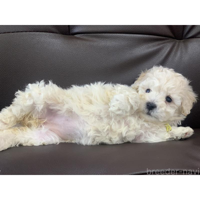 販売中の滋賀県のビションプー:ビションフリーゼ×トイプードル-432731の2枚目