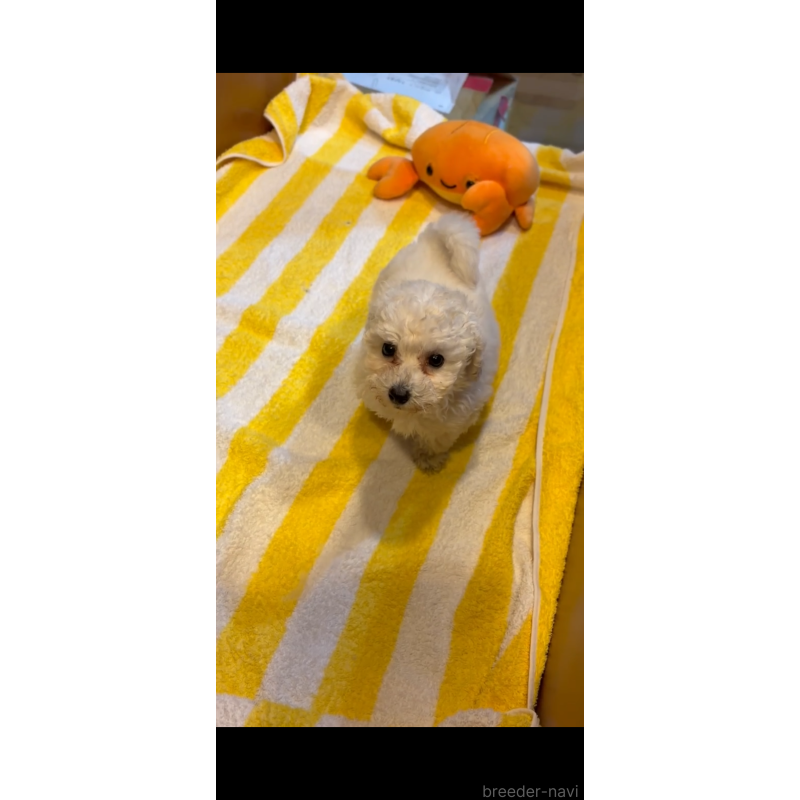 販売中の佐賀県のトイプードル-431454の5枚目