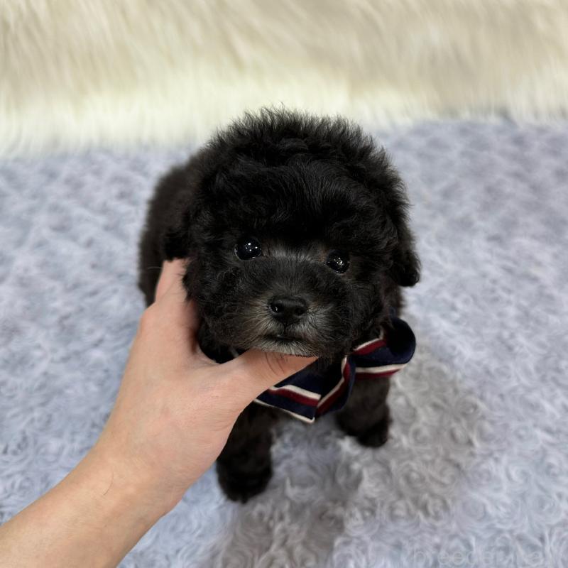 販売中の広島県のタイニープードル-433803