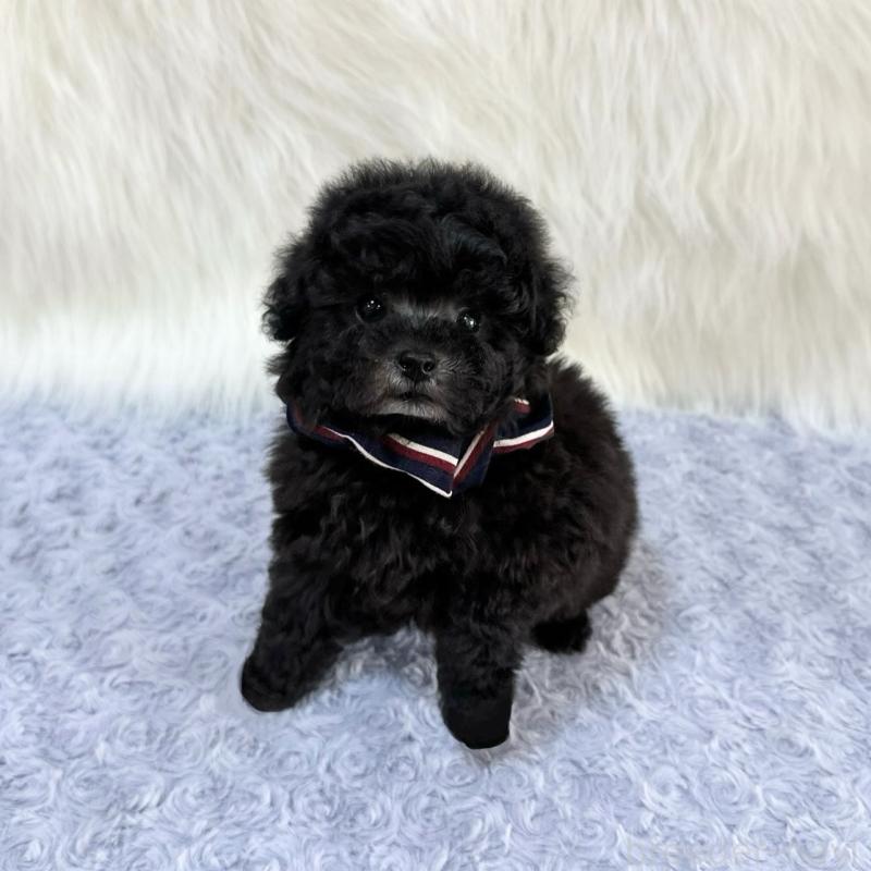 販売中の広島県のタイニープードル-433803の4枚目