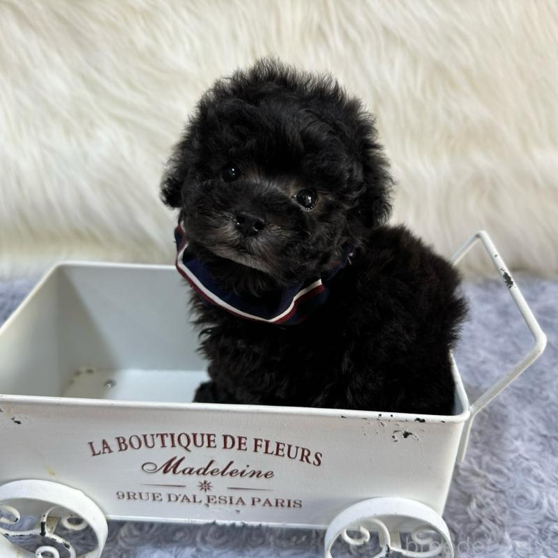 販売中の広島県のタイニープードル-433803の3枚目