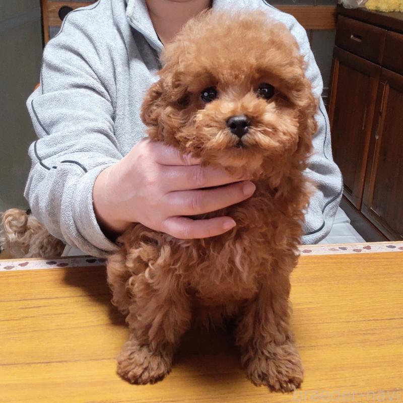 販売中の秋田県のマルプー:マルチーズ×トイプードル-413650の2枚目