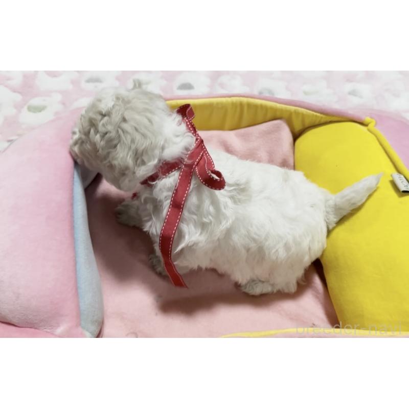 販売中の徳島県のビションフリーゼ-432732の4枚目