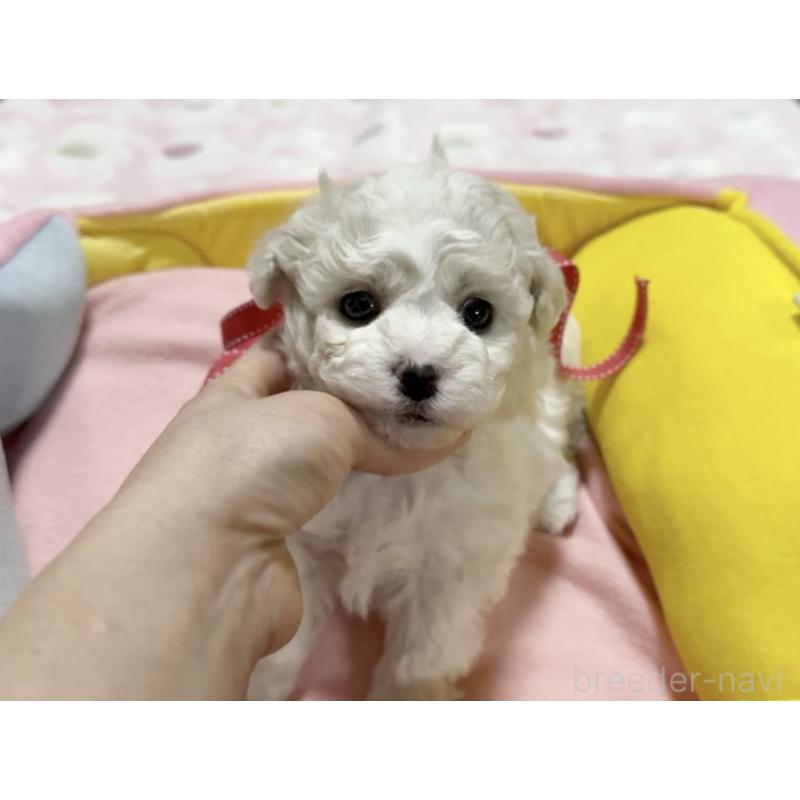 販売中の徳島県のビションフリーゼ-432732の3枚目