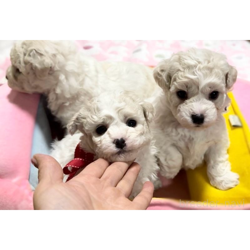 販売中の徳島県のビションフリーゼ-432733の6枚目