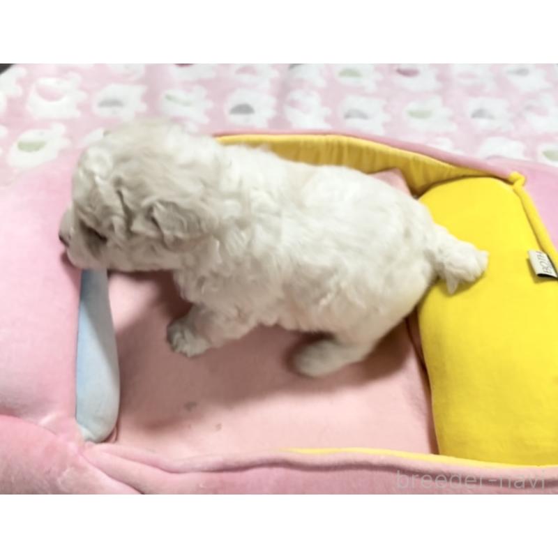 販売中の徳島県のビションフリーゼ-432733の5枚目