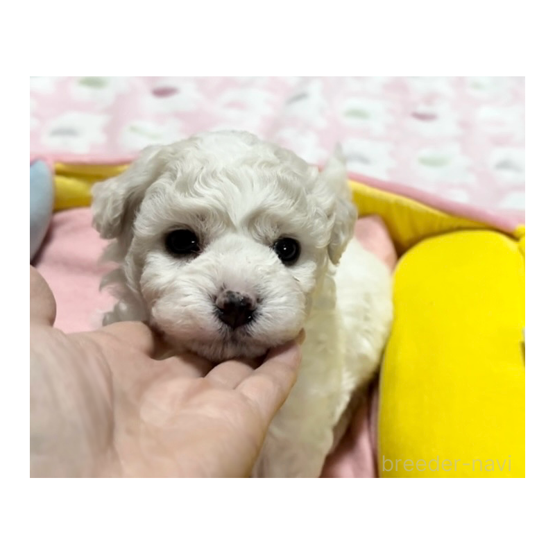 販売中の徳島県のビションフリーゼ-432733の4枚目