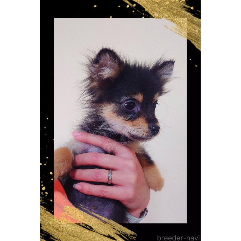 販売中の栃木県のポメラニアン-415770の3枚目