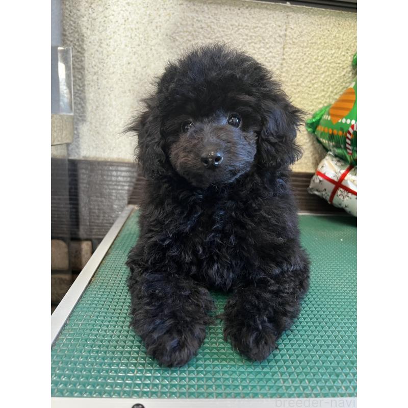 販売中の三重県のタイニープードル-416525の5枚目