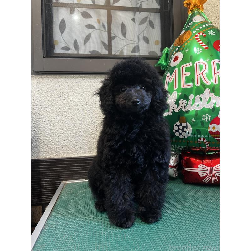 販売中の三重県のタイニープードル-416525の4枚目